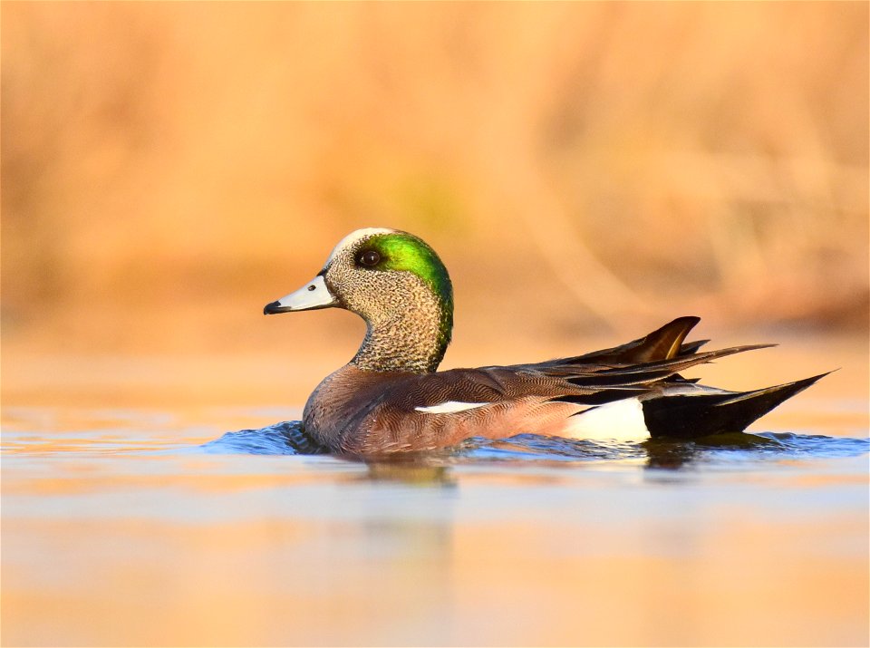 American wigeon at Seedskadee National Wildlife Refuge Wyoming