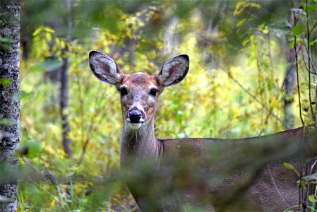 White-tailed deer photo