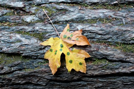 img_1893_big-maple-leafjpg_49385556076_o