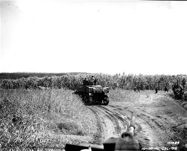 SC 151489 - Infantry troops of the 34th Inf. advance on enemy positions during maneuvers. Hawaii.