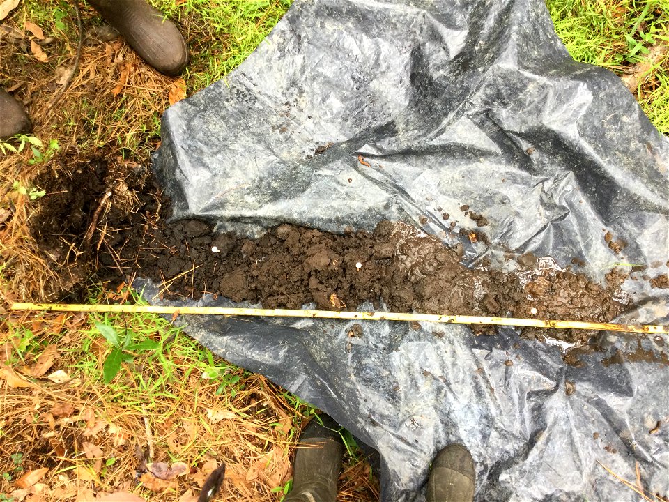 wetland soil profile ncwetlands SK (7)