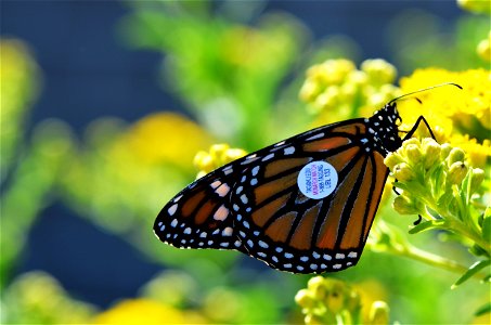 Tagged Monarch Butterfly photo