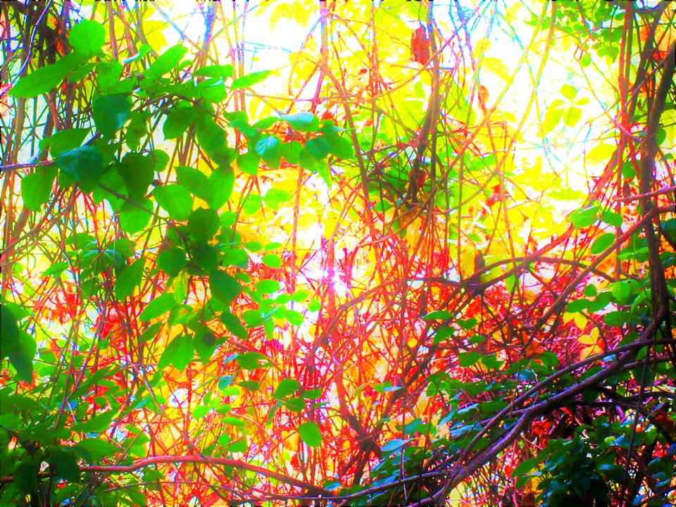 sunlight playing with autumn forest