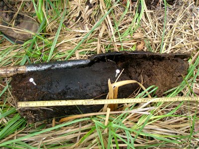 soil profile NWCA11-2025_06.21