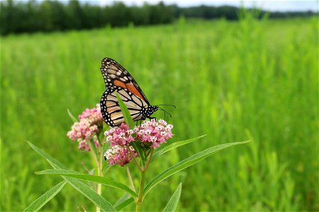 Monarch on milkweed photo