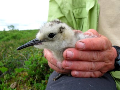 Bristle-thighed Curlew chick photo