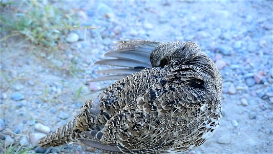 Greater sage grouse at Seedskadee National Wildlife Refuge