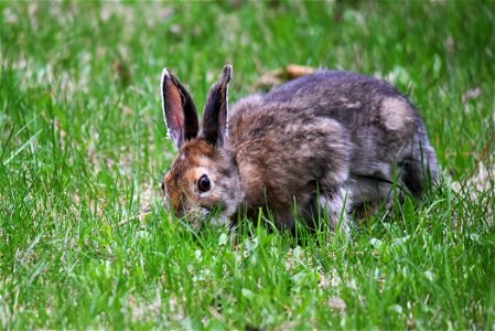 Snowshoe hare photo