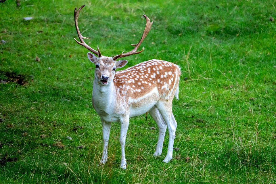 Morning Deer (2 of 4)
