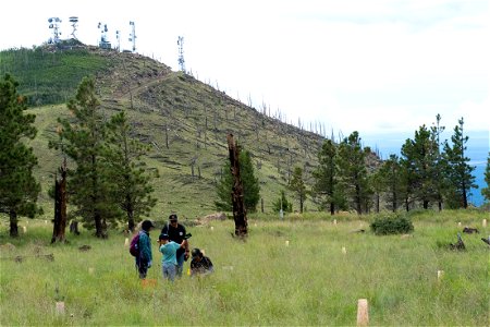 July 2022 Douglas fir planting on Mt. Elden photo