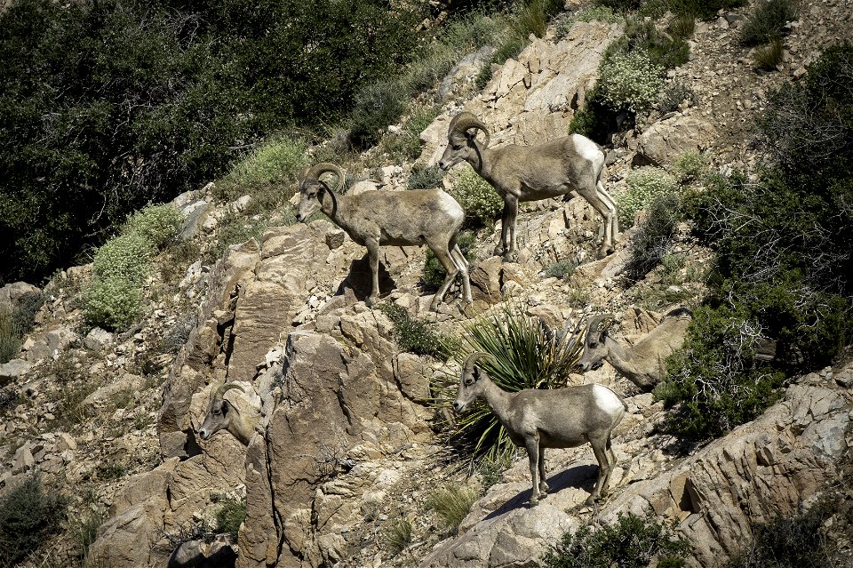 Desert Bighorn sheep (Ovis candensis nelsoni) near Keys View