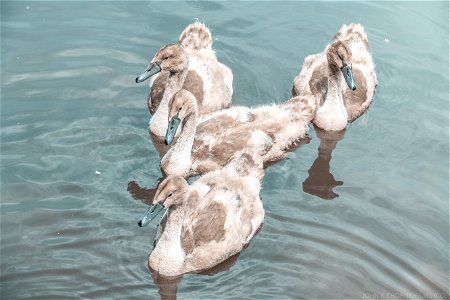 Cygnets River Medway Maidstone