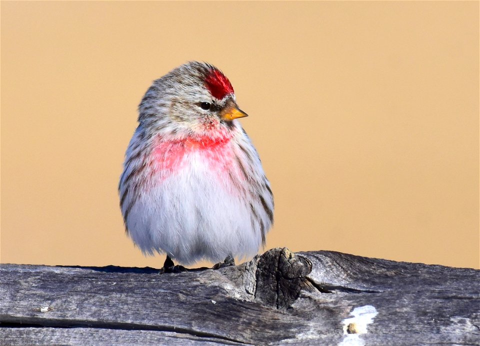Common redpoll at Seedskadee National Wildlife Refuge
