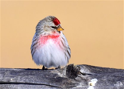 Common redpoll at Seedskadee National Wildlife Refuge