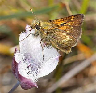 SKIPPER, MARDON (Polites mardon) (06-20-2022) low divide road, smith river recreation area, del norte co, ca -05 male