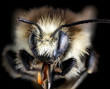 Bombus humilis, m, face, Podunajska, Slovakia_2019-12-16-21.22.28 ZS PMax UDR