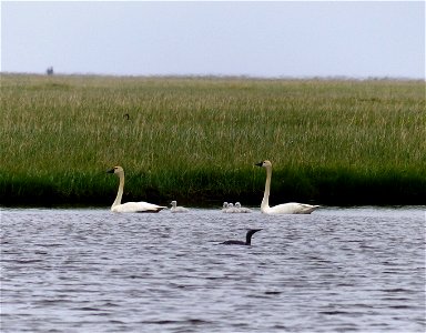 Tundra swan brood photo