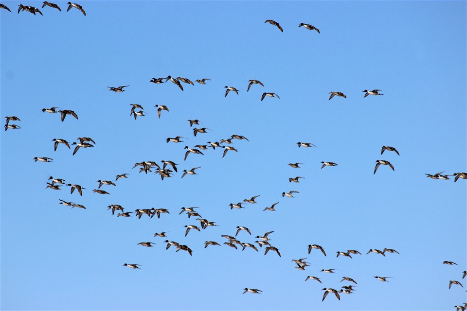 Flock of Ducks Lake Andes Wetland Management District South Dakota