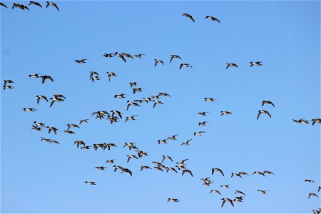 Flock of Ducks Lake Andes Wetland Management District South Dakota