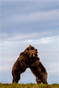 Bears playing - NPS/Lian Law photo