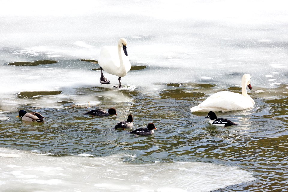 Waterfowl feeding along the Yellowstone River