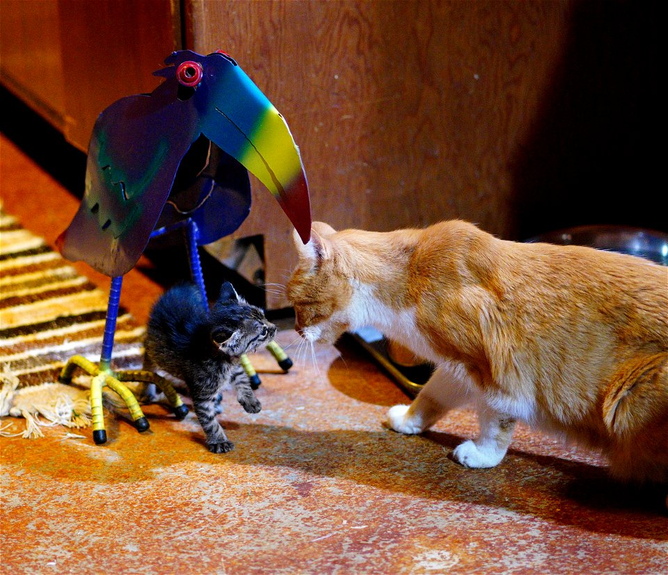 Old Man Sam meets the Kitten