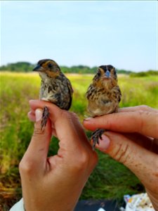 Saltmarsh sparrow adult and fledgie at Rachel Carson National Wildlife Refuge