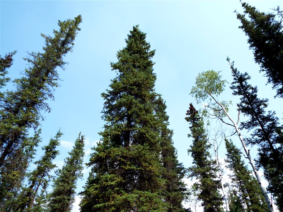 2015_Tetlin_SC_SsingYourselfinNature (5)