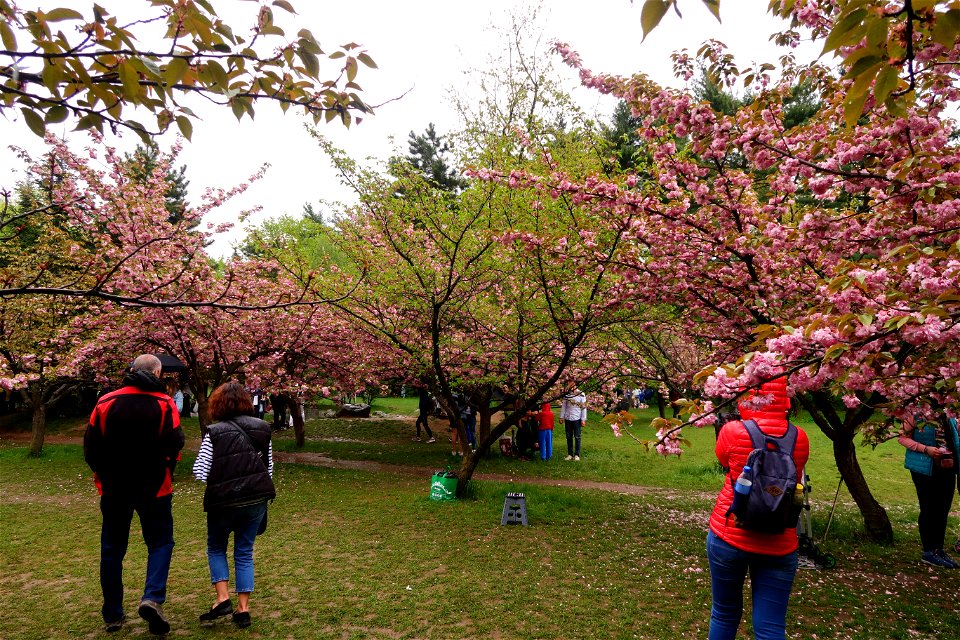 japanes_garden_rain_Herastrau (84)