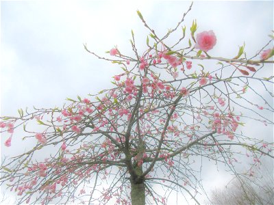 lonely cherry tree photo