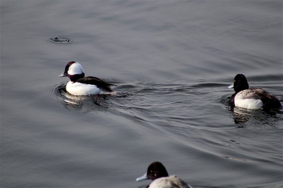 Bufflehead and Lesser Scaup Lake Andes National Wildlife Refuge South Dakota