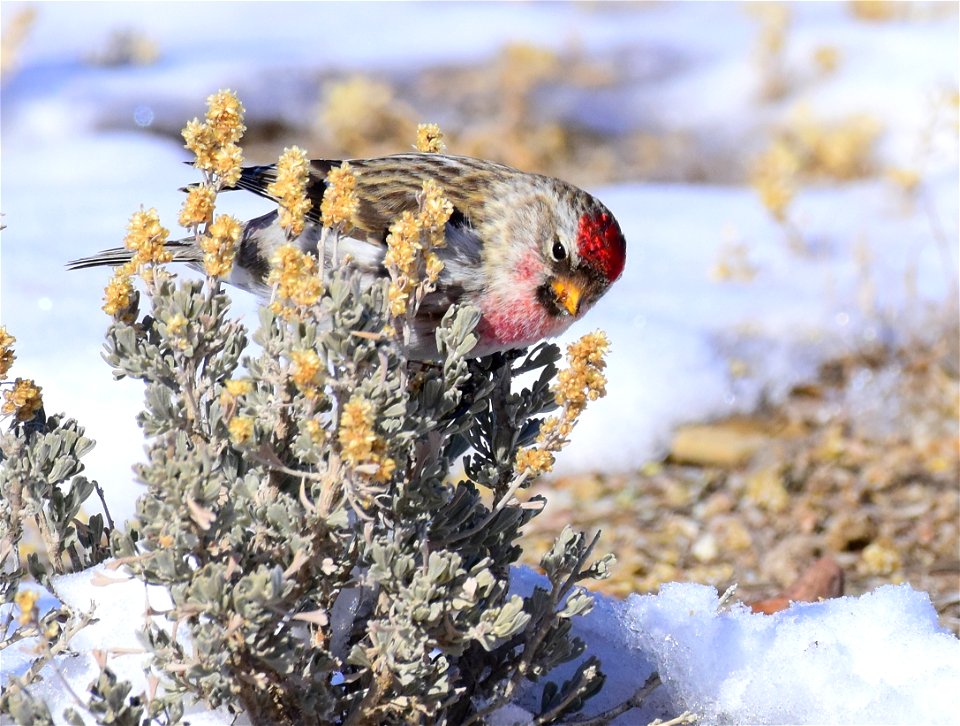 Common redpoll at Seedskadee National Wildlife Refuge