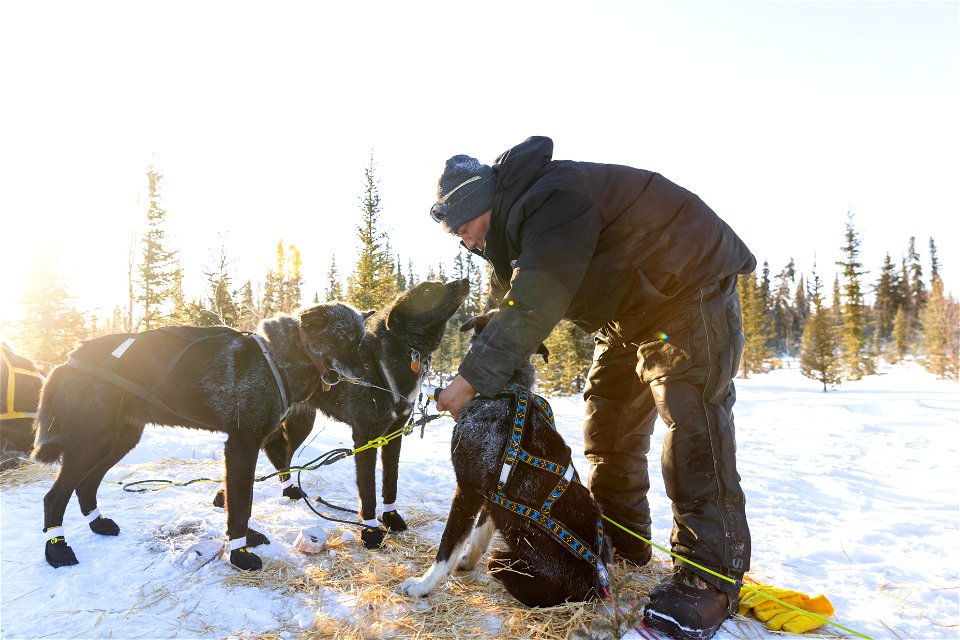 Kobuk 440 racers at Paniqsigvik shelter cabin.