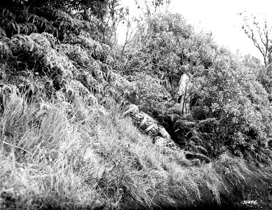 SC 151496 - Men lying in the foliage as part of the camouflage test, Hawaii.