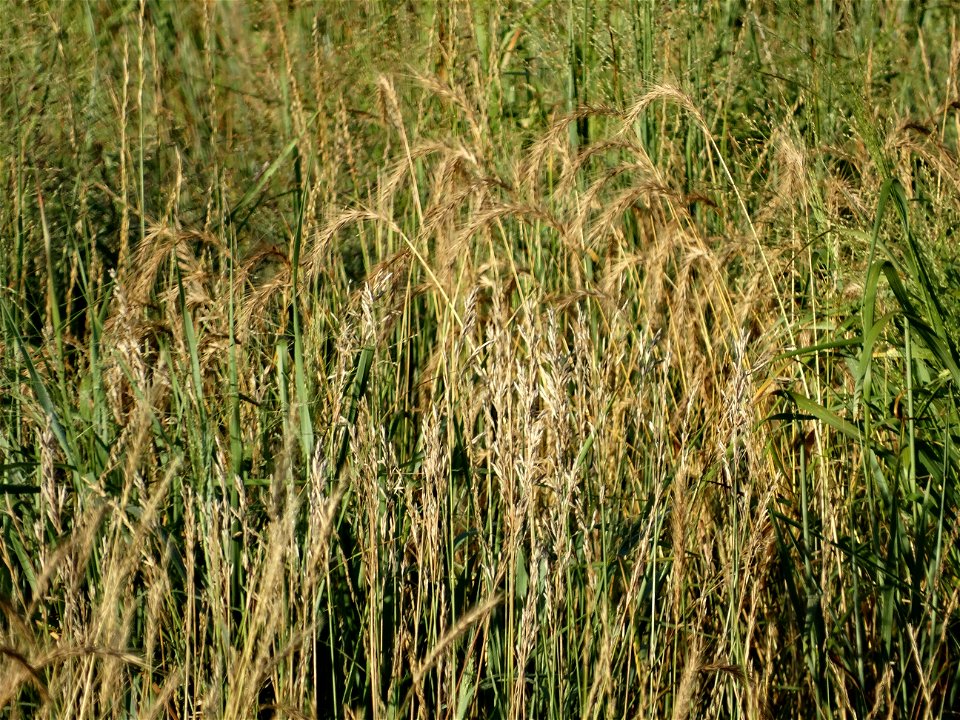 Canada Wildrye & Smooth Brome Grass Lake Andes Wetland Management District South Dakota