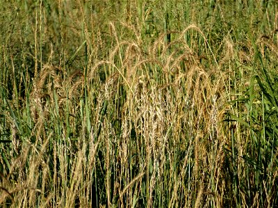 Canada Wildrye & Smooth Brome Grass Lake Andes Wetland Management District South Dakota