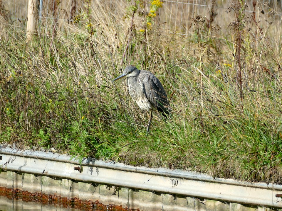 Grey Heron, Macclesfield Canal.