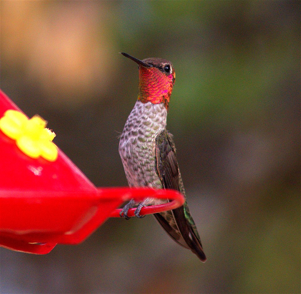 Backyard Jewels