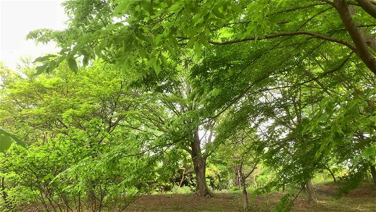 Nagaike Park in Hachioji-shi