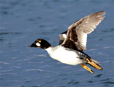 Common goldeneye at Seedskadee National Wildlife Refuge