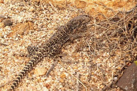 Leopard lizard photo