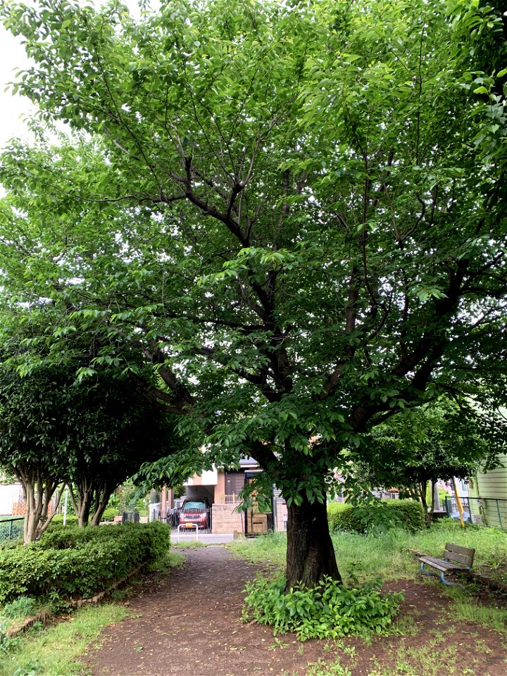 Koyama in Higashikurume-shi