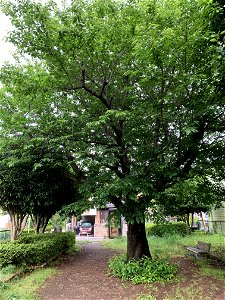 Koyama in Higashikurume-shi