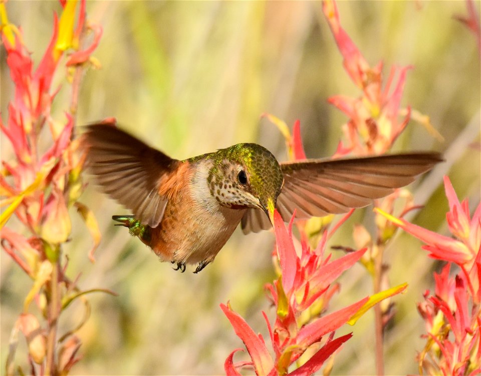 Rufous hummingbird at Seedskadee National Wildlife Refuge