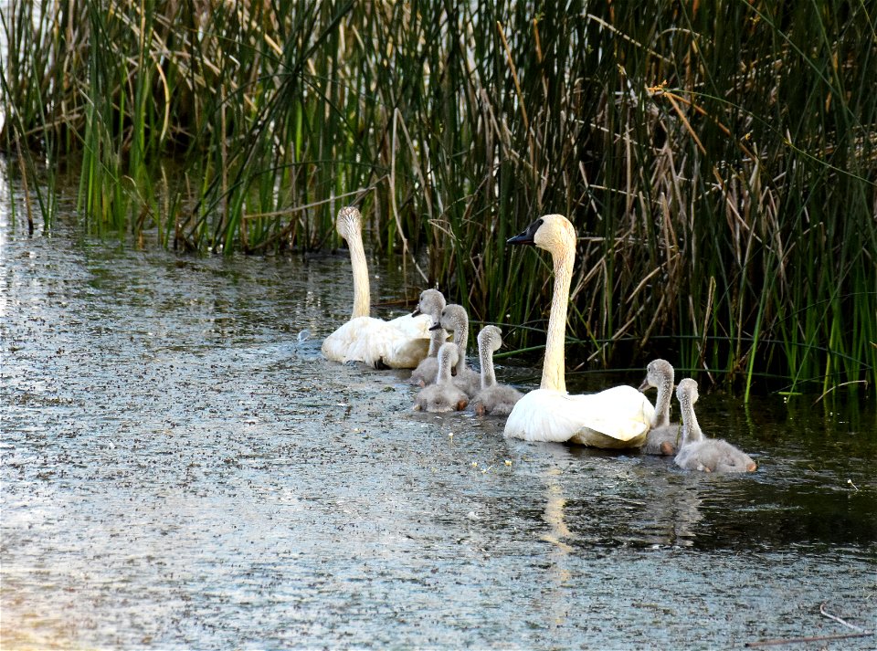 Trumpeter swan at Seedskadee National Wildlife Refuge