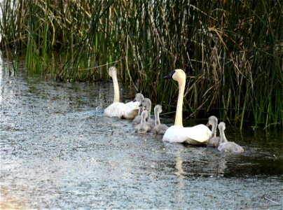 Trumpeter swan at Seedskadee National Wildlife Refuge