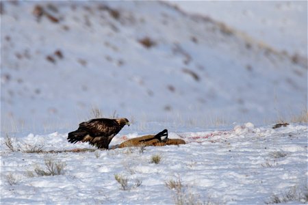 Golden Eagle on the National Elk Refuge photo