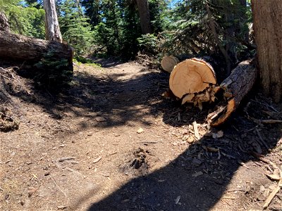 20210715-FS-Mt Hood-Downed trees cleared by Forest Service Trail crew in Wilderness along Pacific Crest Trail - 04 photo