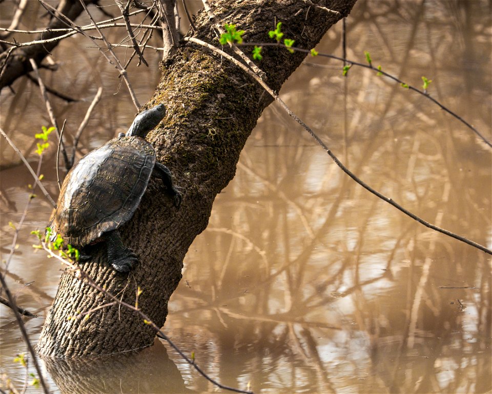 Western Pond Turtle photo