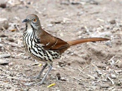 765 - LONG-BILLED THRASHER (01-06-2023) bentsen rio grande state park, palmview, hidalgo co, tx -04